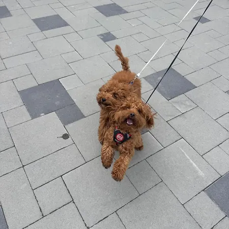 Hotel близнюки Vorochta